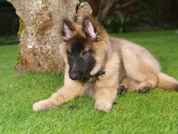 Cute Puppy Laying Down — Stock Photo, Image