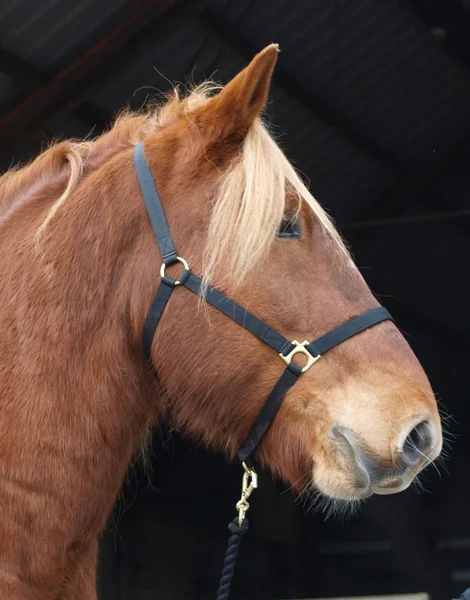 Kaštanový kůň hlavu — Stock fotografie