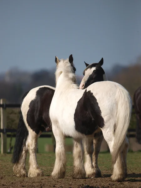 2 つの馬がスクラッチ — ストック写真