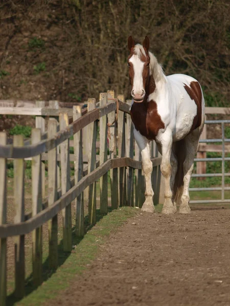 パドックでの馬 — ストック写真