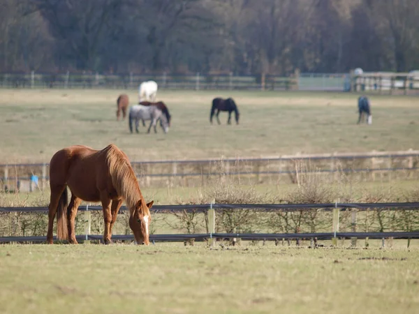 Grazende paarden — Stockfoto