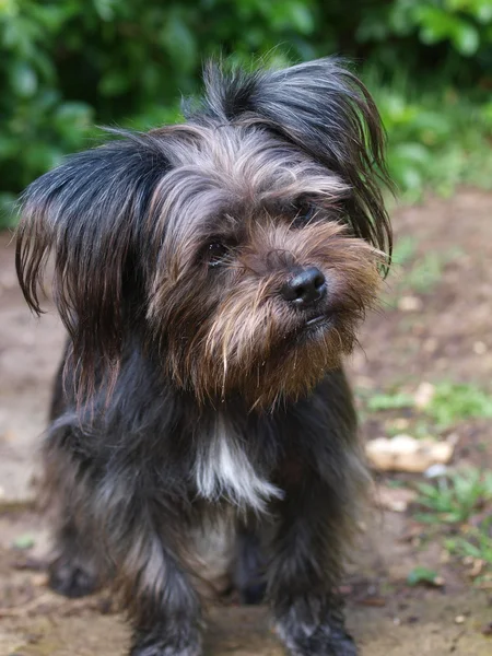 Cão bonito — Fotografia de Stock