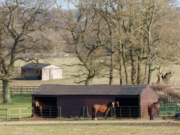 Grupp av hästar — Stockfoto