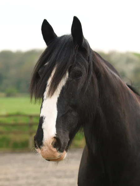 Shire Cabeza de Caballo tiro — Foto de Stock