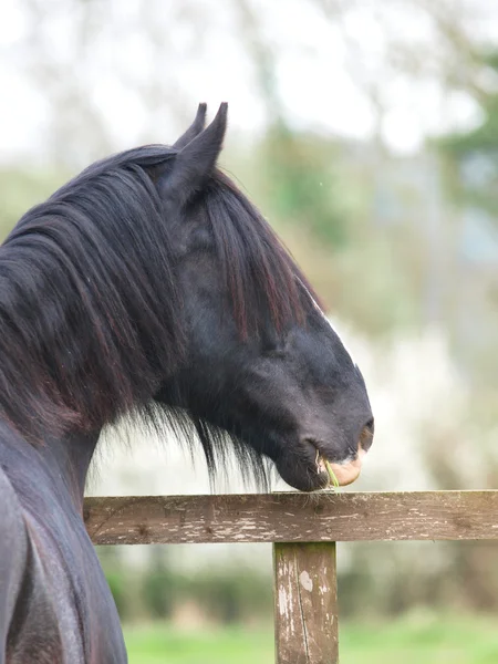 Shire horse hlavou střílel — Stock fotografie