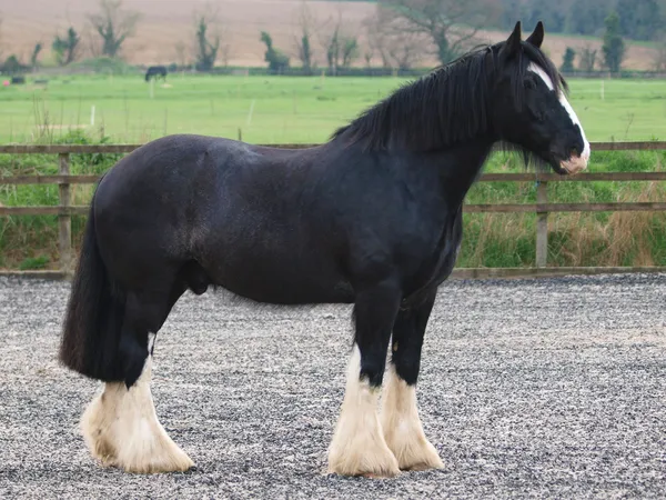 Černá shire horse — Stock fotografie