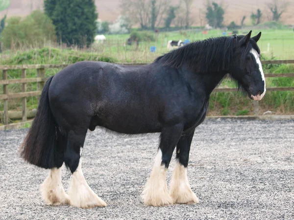 Černá shire horse — Stock fotografie