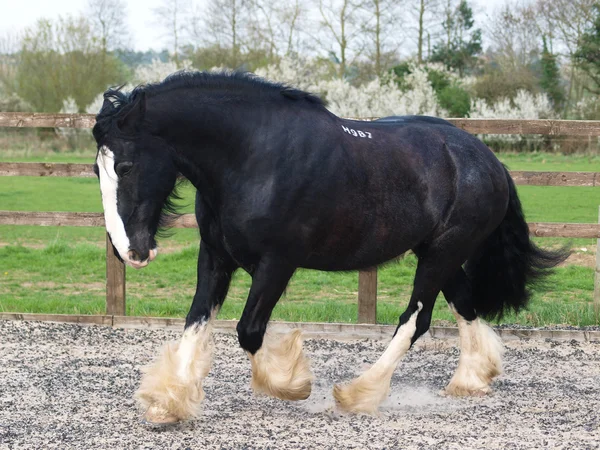 Trotting Shire Cavalo — Fotografia de Stock