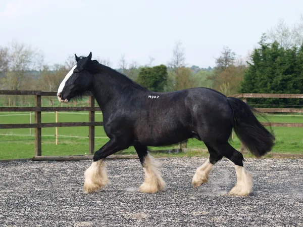 Trotting Shire Cavalo — Fotografia de Stock