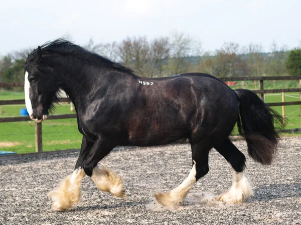 ΤΡΟΤΙΝΓΚ ΤΗΣ shire horse — Φωτογραφία Αρχείου