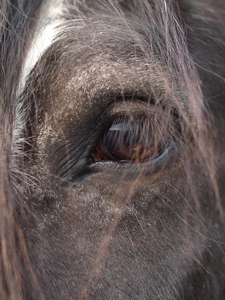 Horse Eye — Stock Photo, Image