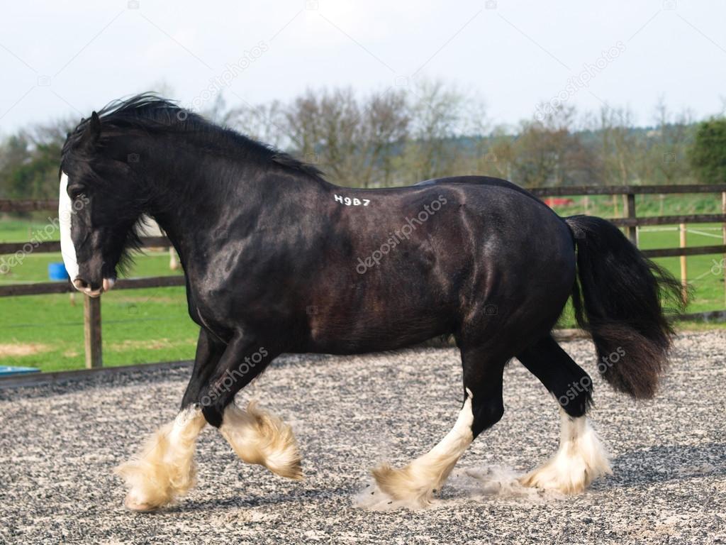 Trotting Shire Horse Stock Photo By C Nigelb10 36347583