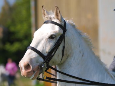 dizgin içinde ateş at başı