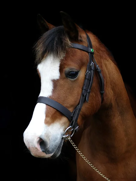 Rotes Pony mit Kopfschuss — Stockfoto