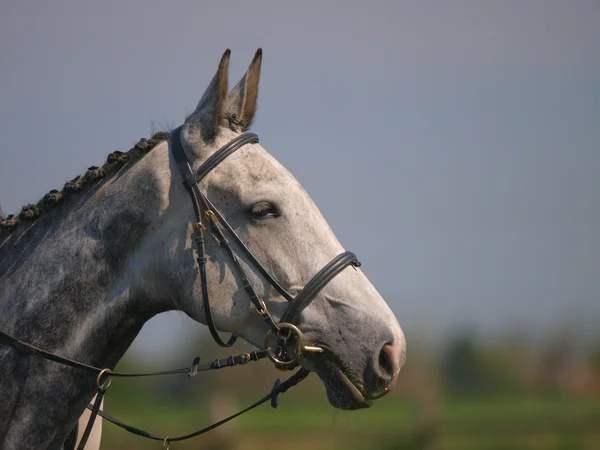 Cabeza de caballo gris tiro —  Fotos de Stock