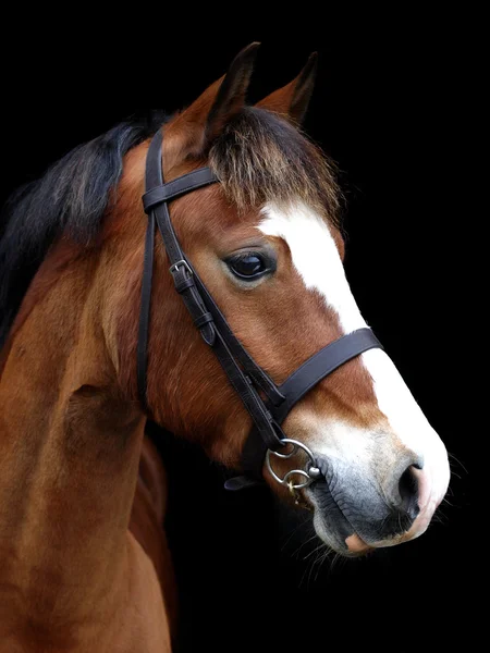 Rotes Pferd mit Kopfschuss — Stockfoto