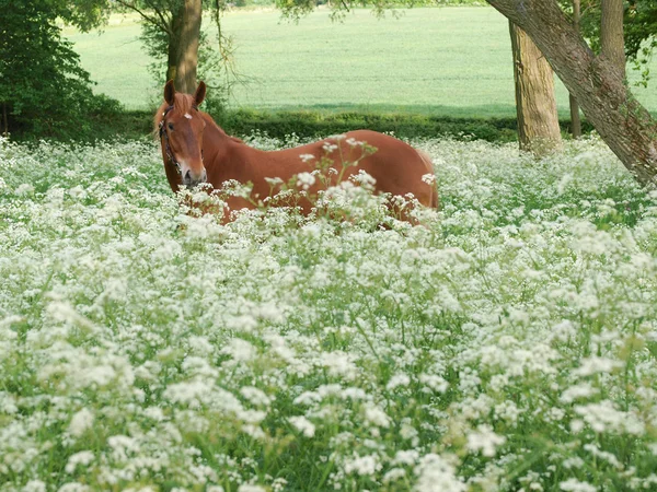 馬立っている野生の花で — ストック写真