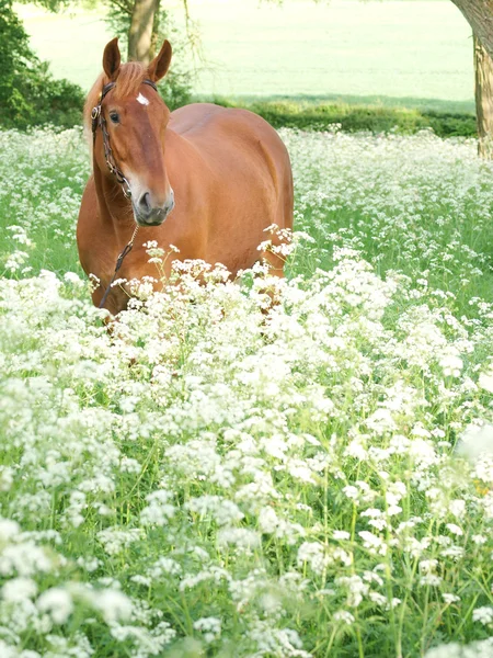 Cavalo em pé em flores selvagens — Fotografia de Stock