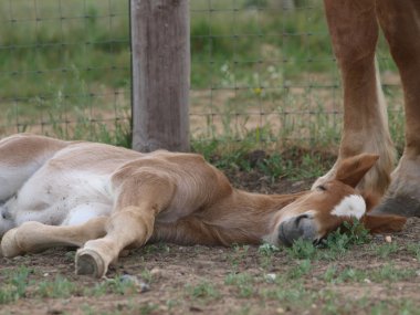 bırakmasını tayı