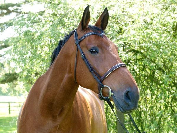 Cabeza de caballo tiro —  Fotos de Stock