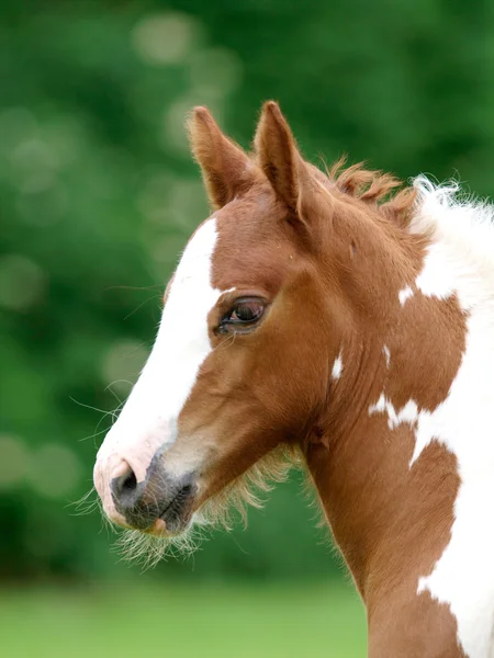 Foal Headshot — Stock Photo, Image