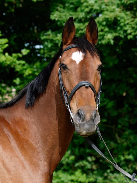 Horse Head Shot — Stock Photo, Image