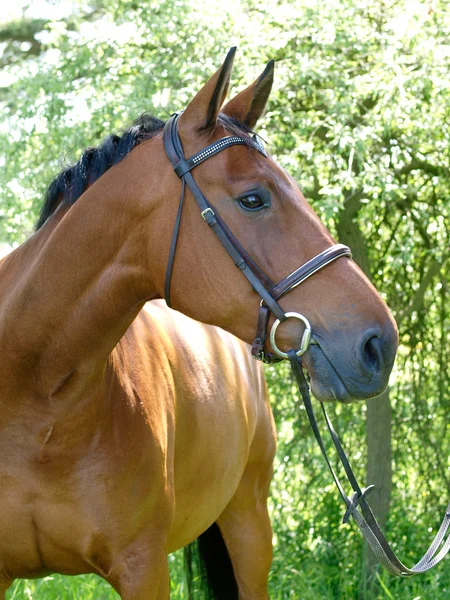 Cabeza de caballo tiro —  Fotos de Stock