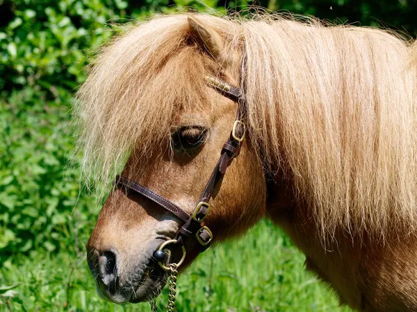 Shetland Pony colpo alla testa — Foto Stock