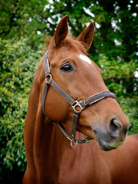 Cabeza de caballo tiro — Foto de Stock