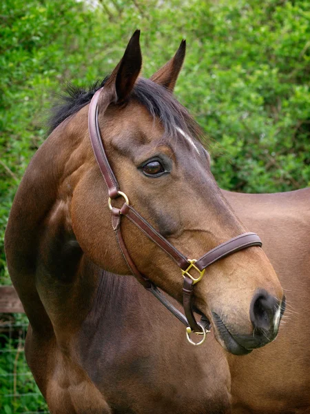 Cabeça de cavalo tiro — Fotografia de Stock