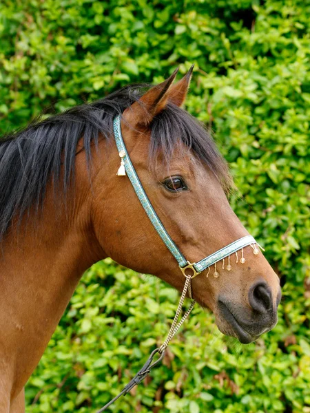 Cabeça de cavalo tiro — Fotografia de Stock