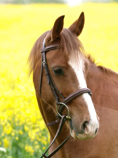 Cabeça de cavalo tiro — Fotografia de Stock
