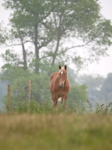 Één paard in voorjaar paddock — Stockfoto