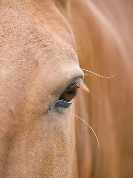 Horses Eye — Stock Photo, Image