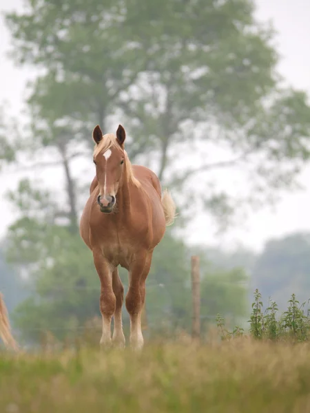 Caballo soltero en primavera Paddock — Foto de Stock