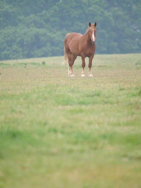 Jediného koně ve výběhu na jaře — Stock fotografie