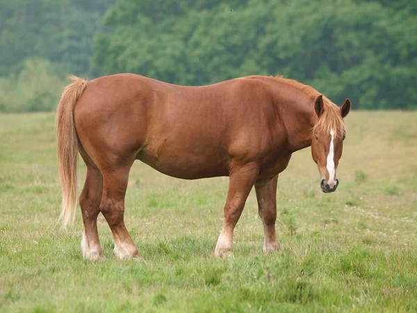 Caballo pastoso — Foto de Stock