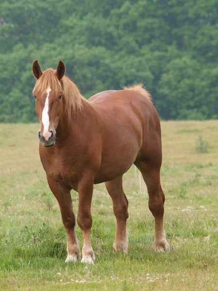 Grazende paard — Stockfoto