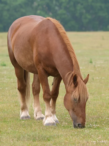 Cavallo al pascolo — Foto Stock