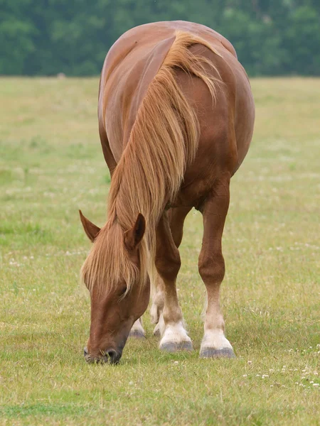 Cavallo al pascolo — Foto Stock