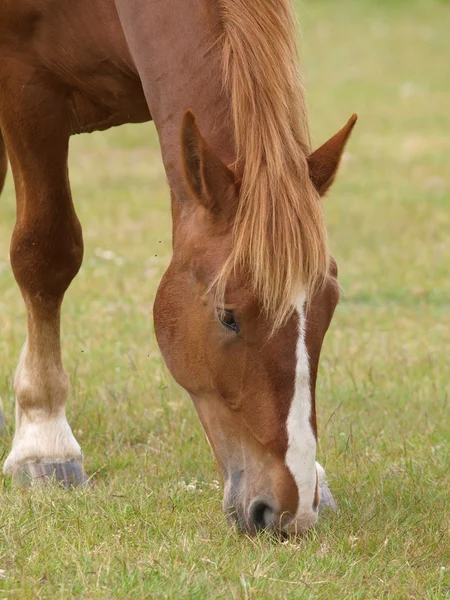 Cheval pâtureur — Photo