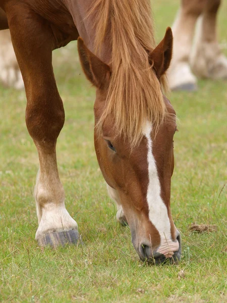 Betande häst — Stockfoto