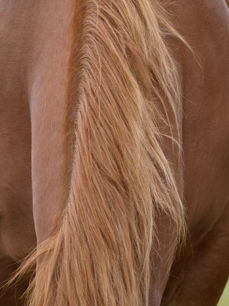 Abstrato de juba — Fotografia de Stock