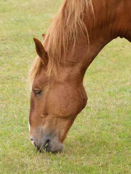 Cavallo al pascolo — Foto Stock