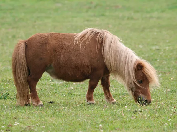 Pastevní pony — Stock fotografie