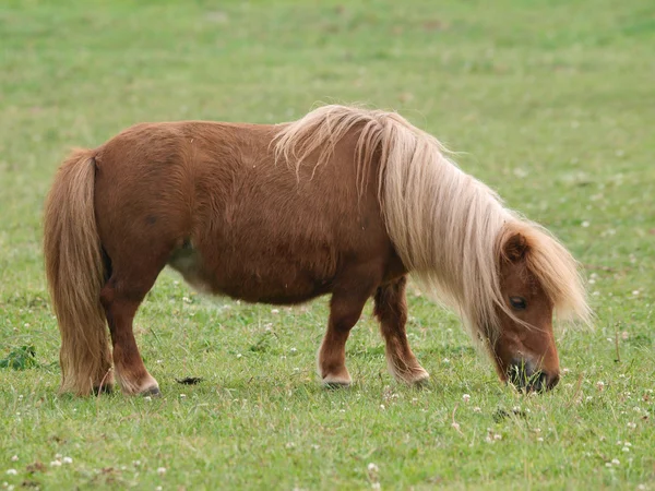 Grazing Pony — Stock Photo, Image