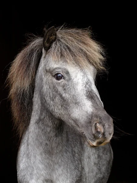 Huvud skott mot svart — Stockfoto