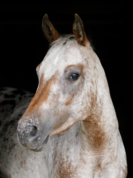 Kopfschuss gegen Schwarz — Stockfoto