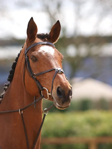 Horse In Bridle Headshot — Stock Photo, Image