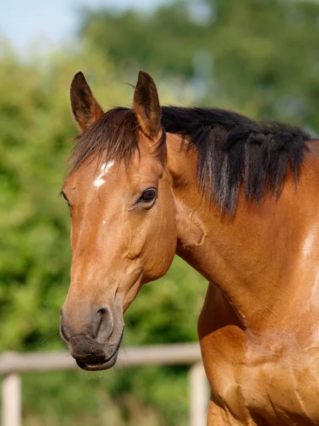 Pferdekopfschuss — Stockfoto